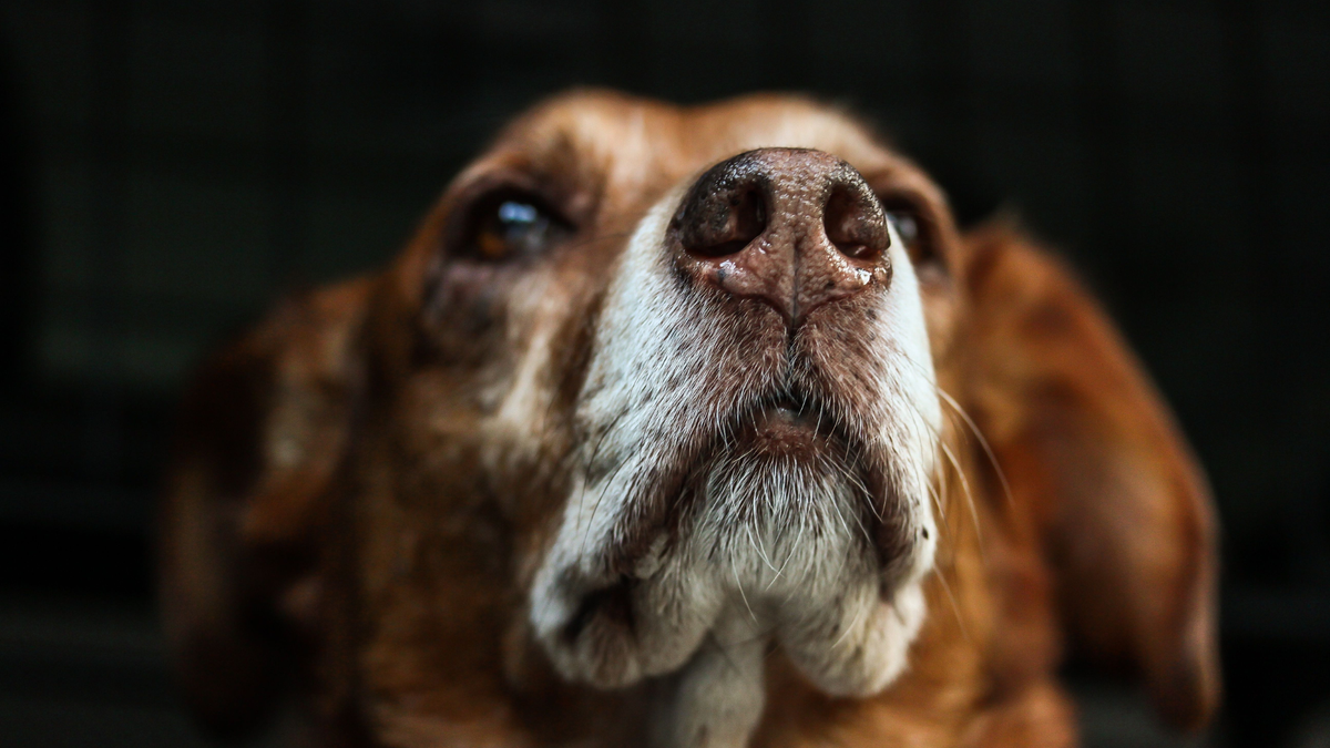 Can PEMF Therapy Help Your Pet Feel Better? Here Are 6 Ways