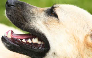 Close-up of a tan dog's head and open mouth, showing healthy teeth.