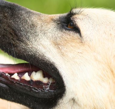 Close-up of a tan dog's head and open mouth, showing healthy teeth.