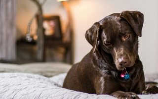 Chocolate Lab dog resting on a bed