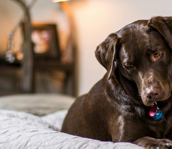 Chocolate Lab dog resting on a bed