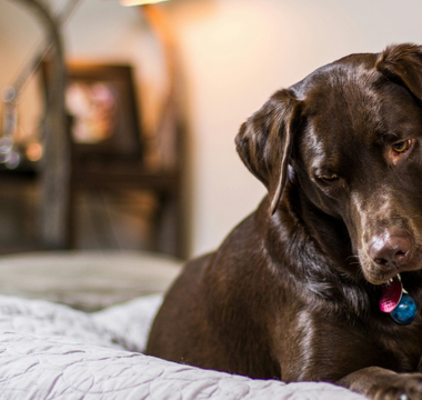 Chocolate Lab dog resting on a bed