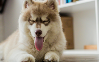 Adorable Siberian Husky puppy relaxing on the floor