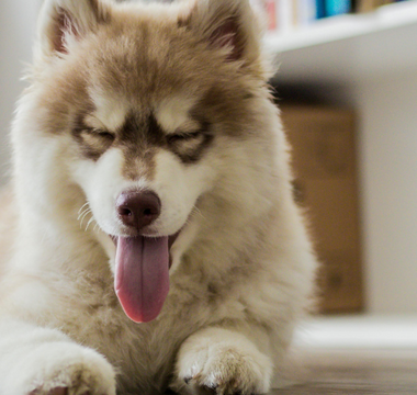 Adorable Siberian Husky puppy relaxing on the floor