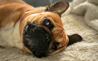 Adorable fawn French Bulldog relaxing on a fluffy beige blanket.