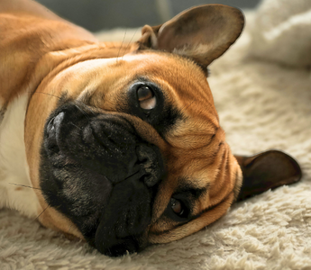 Adorable fawn French Bulldog relaxing on a fluffy beige blanket.