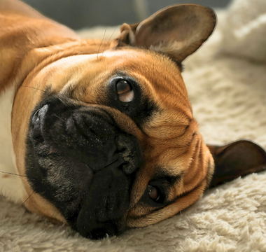 Adorable fawn French Bulldog relaxing on a fluffy beige blanket.
