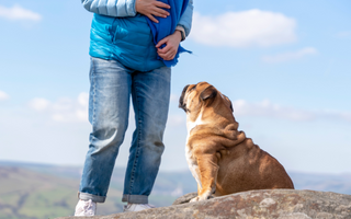 Is PEMF Therapy Effective in Curing Obesity and Sedentary Lifestyle in Pets?