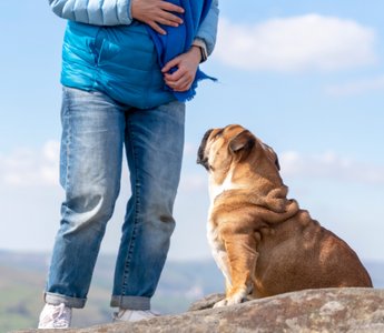 A person in jeans and a blue jacket stands on a rock overlooking a valley, with a brown English Bulldog sitting beside them.