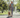 Woman jogging with golden retriever in park