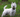 Adorable West Highland White Terrier standing in a grassy field.