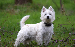 Adorable West Highland White Terrier standing in a grassy field.