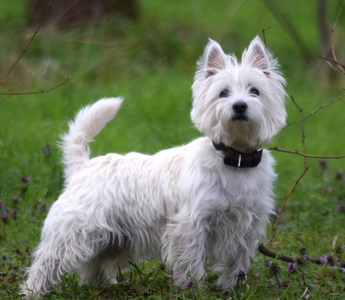 A Heartfelt Letter to My Beloved Pet: Love Beyond Goodbye