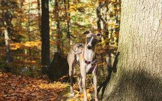 Whippet dog standing in autumn woods