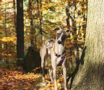 Whippet dog standing in autumn woods