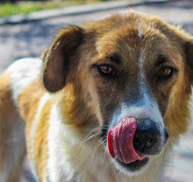 Letting Go of Guilt After Losing a Pet