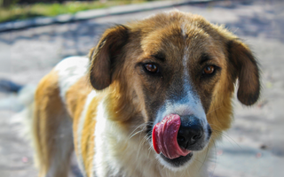 Close-up of a brown and white dog licking its nose