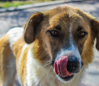 Close-up of a brown and white dog licking its nose
