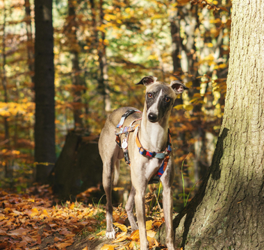Finding Peace: Understanding Pets' Final Moments