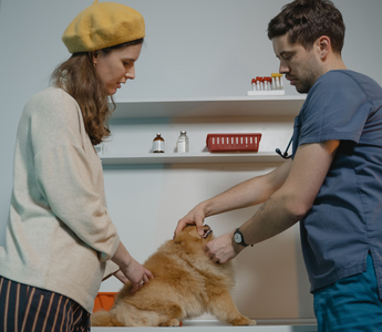 What Do Vets Say About PEMF for Pets?