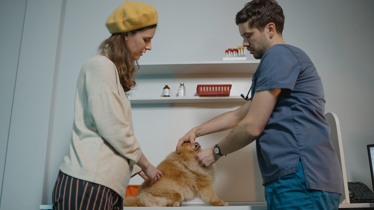 What Do Vets Say About PEMF for Pets?