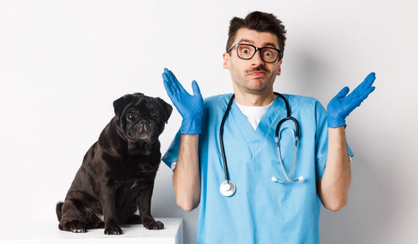 Pros and Cons of Neutering your Dog