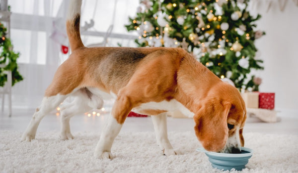 Safe Holiday Foods for Pets