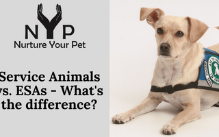 Service Animals vs. ESAs - What's the difference?