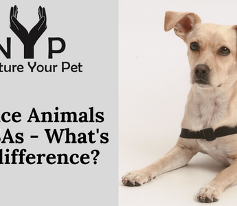 Service Animals vs. ESAs - What's the difference?
