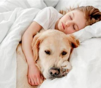 Should You Let Your Dog Sleep In The Same Room As You?