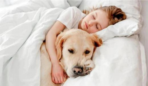 Should You Let Your Dog Sleep In The Same Room As You?