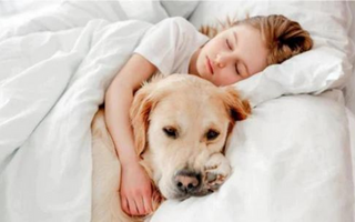 Girl sleeping peacefully with her Golden Retriever dog
