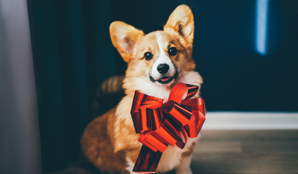 Should You Give a Puppy as a Christmas Gift?