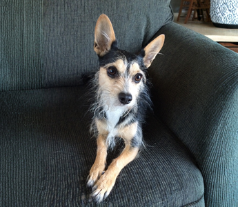 Meet Frankie: A Tiny Rescue Dog With a Big Personality