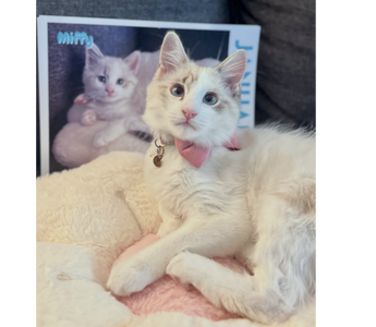 Katelan Yap’s Story: Miffy the Adventure Cat