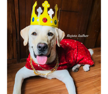 Snowy the Labrador: A Story of Unconditional Love