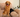 Barley's Rescue Story: From Fear to a Life Filled With Love