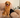 Barley's Rescue Story: From Fear to a Life Filled With Love