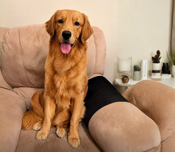 Barley's Rescue Story: From Fear to a Life Filled With Love
