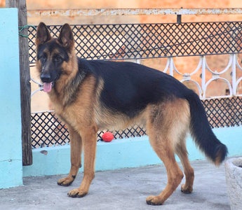 A majestic German Shepherd dog stands proudly, embodying the spirit of "Sheero's Story: The German Shepherd.