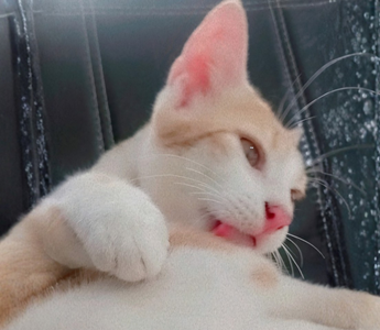 Snowball's Story: A Forever Part of Our Family
