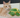 Champion: My Beloved Cat, My Lucky Charm, My Family