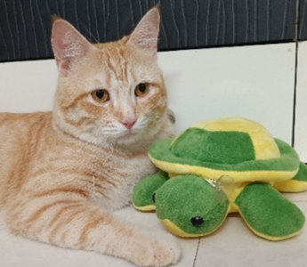 Champion: My Beloved Cat, My Lucky Charm, My Family