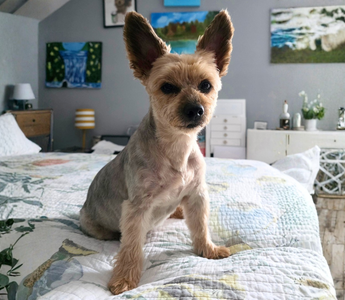 Dexter the Yorkshire Terrier: An Emotional Support Dog's Story of Love and Loyalty