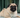 Ashley Feldman’s Story: Archie, Her Soul Dog | Nurture Your Pet