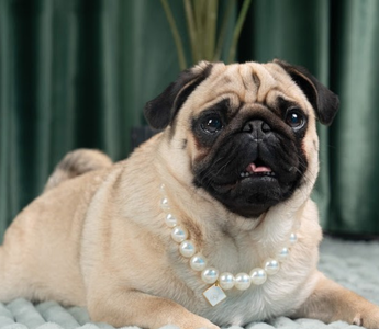 Ashley Feldman’s Story: Archie, Her Soul Dog | Nurture Your Pet
