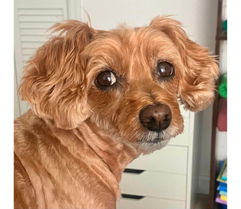 Meet Sushi, the Beach-Loving "Rocket Dog" Shih-Poo