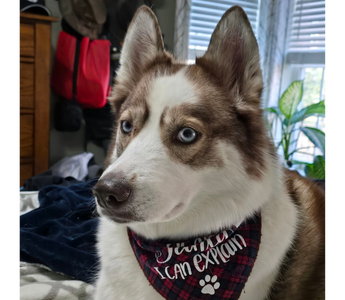 Meet Piper: The Rescued Husky Who Loves Sunbathing and Running Free