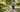 Overweight dog walks comfortably on a leash with its owner on a sunny suburban street.