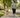Overweight dog walks comfortably on a leash with its owner on a sunny suburban street.
